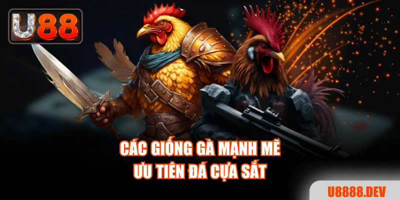 Tìm Hiểu Đá Gà Cựa Sắt - Toàn Bộ Thông Tin Bạn Cần Biết