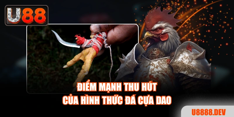 Trải Nghiệm Đá Gà Cựa Dao Đỉnh Cao Dành Cho Người Mới